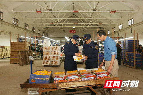 長沙海關(guān)優(yōu)服務(wù)助力特色農(nóng)產(chǎn)品柑橘出口 廣州勞務(wù)服務(wù)協(xié)同發(fā)展